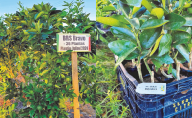 Sergipe Citrus