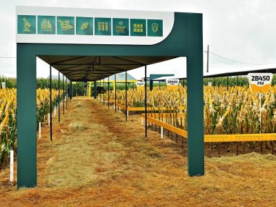 imagem_release_1185199