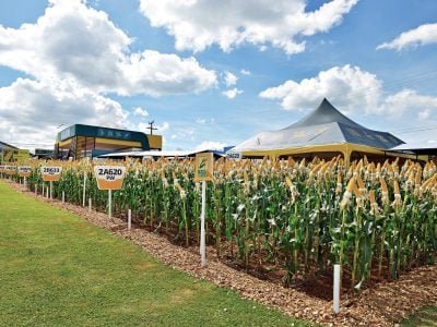 imagem_release_1213426