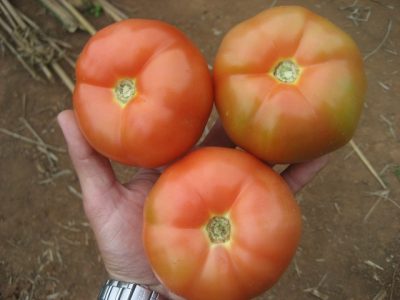 imagem_release_407101