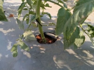 imagem_release_517896