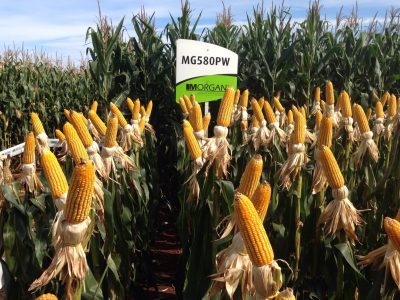 imagem_release_580286