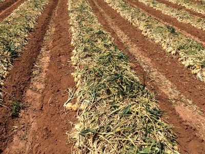 imagem_release_829380