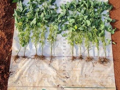 indutor-de-resistencia-em-soja