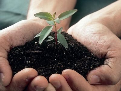 Eucalipto - Crédito: Fibria