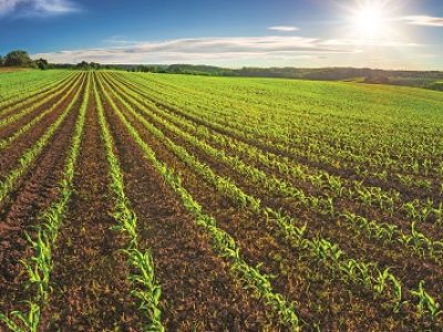 Agriculture shot: rows of young corn plants growing on a vast field with dark fertile soil leading to the horizon