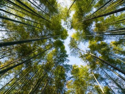 Seringueiras - Crédito: Internet