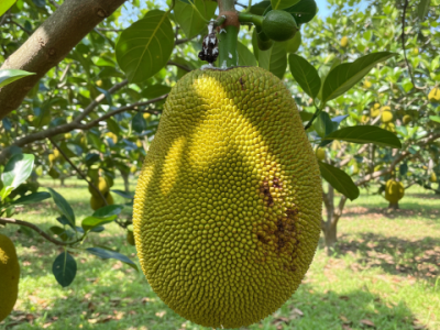 Imagem ilustrativa / Gemini