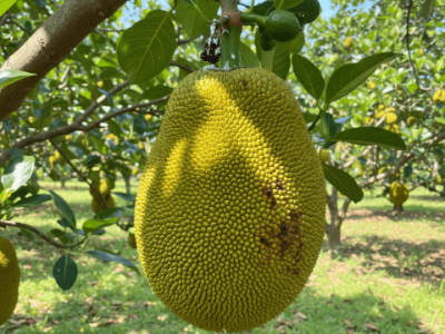 Imagem ilustrativa / Gemini