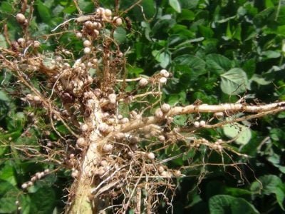 Crédito: Elmar Floss