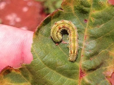 Helicoverpa - Crédito Alexandre Figueiredo Fachinello