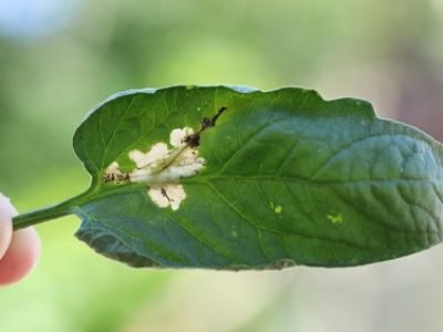 Tomato,Leaf,Infestation.,Mining,Between,Upper,And,Lower,Leaf,Surface