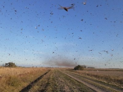 Nuvem de gafanhotos ataca lavouras na Argentina — Foto: Divulgação/Governo da Província de Córdoba