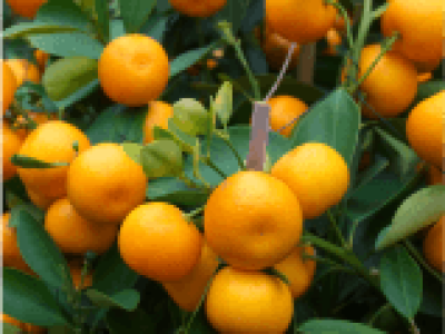laranja