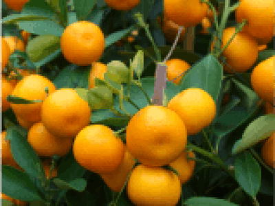 laranja
