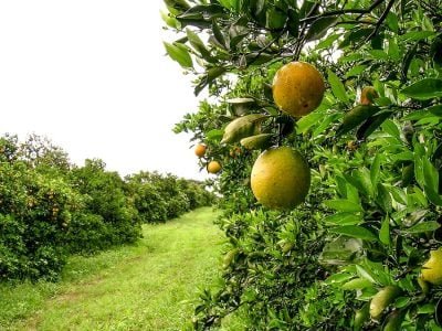 Laranja - Crédito: Shutterstock
