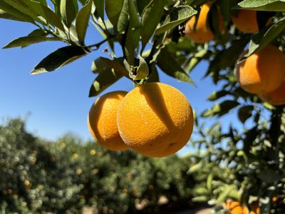 Laranja Majorca colhida em pomar paulista