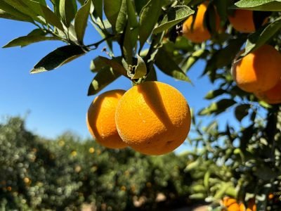 Laranja Majorca colhida em pomar paulista