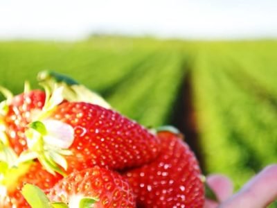 Morangos - Crédito das fotos: Karol Martins e Wesley Souza