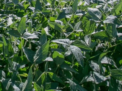 Soja - Foto: Fagner Almeida/Divulgação