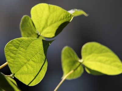 leaves-ga6f04e9af_640