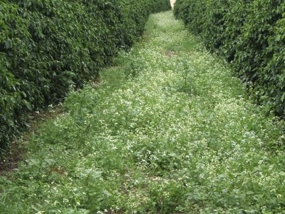 Café - Crédito: Miriam Lins