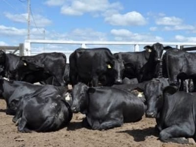 leilão de gado de corte_BFS 2014