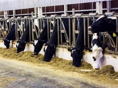 Estudo está entre os mais abrangentes já realizados no setor lácteo brasileiro. Foram analisados 24.349 animais em 28 fazendas localizadas em sete estados