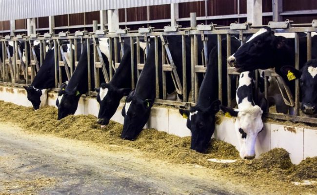 Estudo está entre os mais abrangentes já realizados no setor lácteo brasileiro. Foram analisados 24.349 animais em 28 fazendas localizadas em sete estados