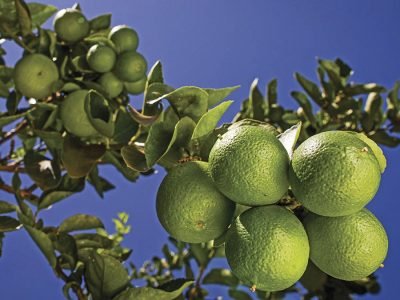 Limão - Créditos: CNA