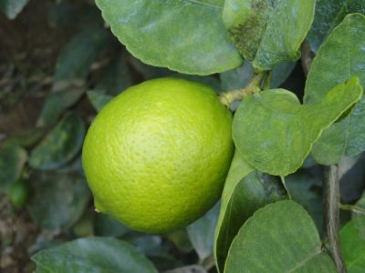 limão tahiti (Pequeno)