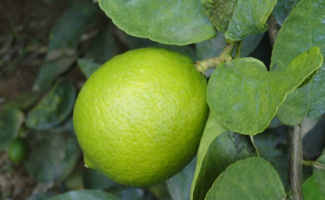 limão tahiti (Pequeno)