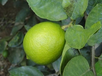 limão tahiti (Pequeno)