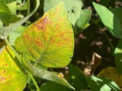 Figura 1 – Ferrugem asiática na soja (Phakopsora pachyrhizi)