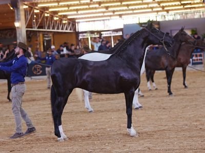 A excelência genética e a tradição do cavalo Mangalarga serão pontos fortes do encontro