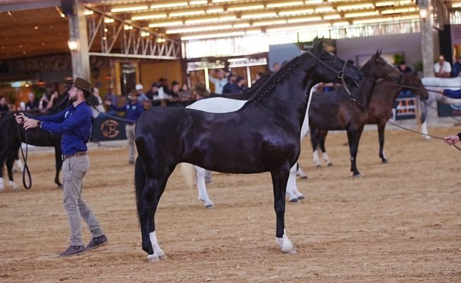 A excelência genética e a tradição do cavalo Mangalarga serão pontos fortes do encontro