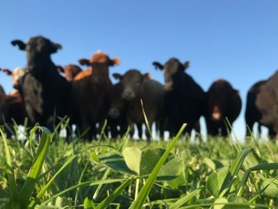 Lavoura Pecuária - Crédito Porteira Adentro Divulgação