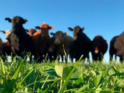 Lavoura Pecuária - Crédito Porteira Adentro Divulgação