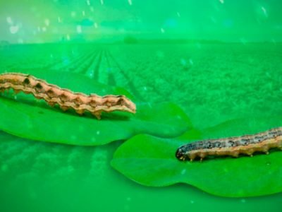 Lagarta - Foto: Divulgação