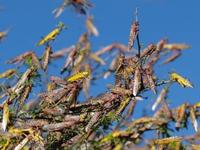 Gafanhotos - Imagem da Internet