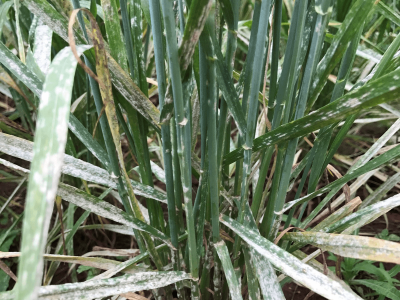 Aumentam os focos de Oídio nas lavouras do Sul