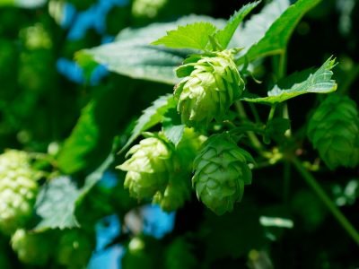 Lúpulo - Crédito: Pixabay