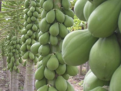 Mamão - Crédito: Brapex