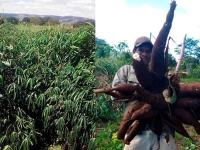 Mandioca - Imagens: Divulgação/Emater