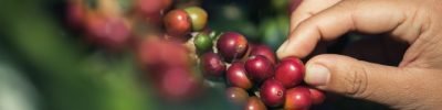 Hands that are picking coffee beans from the coffee tree