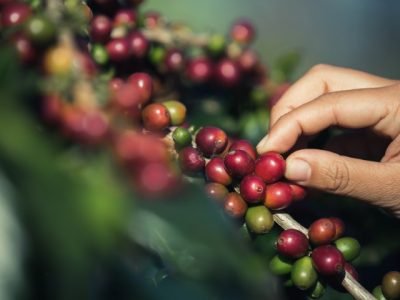Hands that are picking coffee beans from the coffee tree