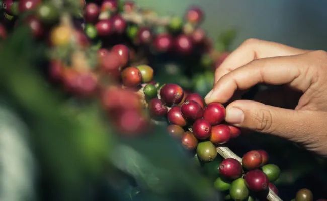 Hands that are picking coffee beans from the coffee tree