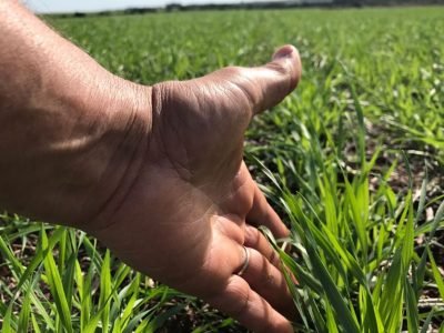 Homem em campo de trigo verde fazendo manejo fisiológico no trigo com tablet e sensor de solo, ao lado de placa sobre ganho de produtividade no El Niño.