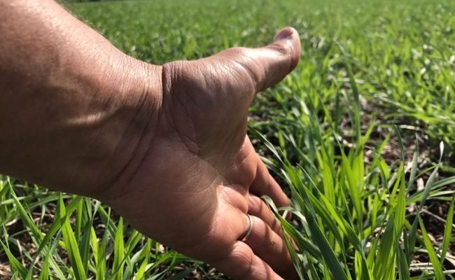 Homem em campo de trigo verde fazendo manejo fisiológico no trigo com tablet e sensor de solo, ao lado de placa sobre ganho de produtividade no El Niño.