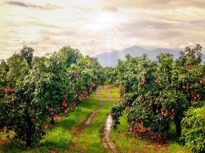 Manga - Créditos: shurtterstock